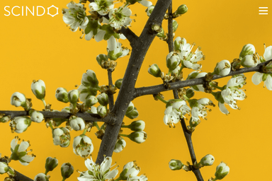 Scindo tech startup