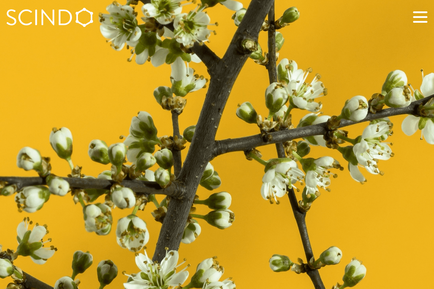 AI platform Scindo raises £4m led by Kadmos Capital and Clay Capital